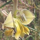 Gladiolus virescens Gladiolo semi