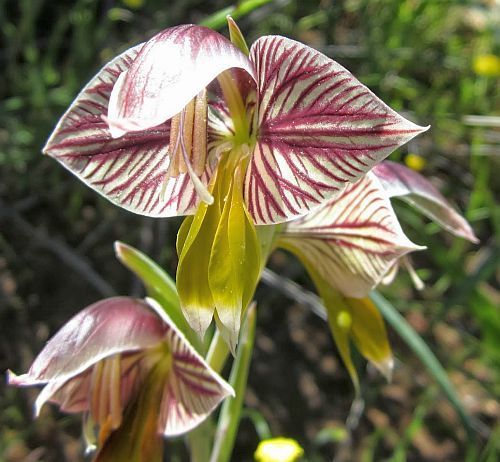 Gladiolus watermeyeri sword lily seeds