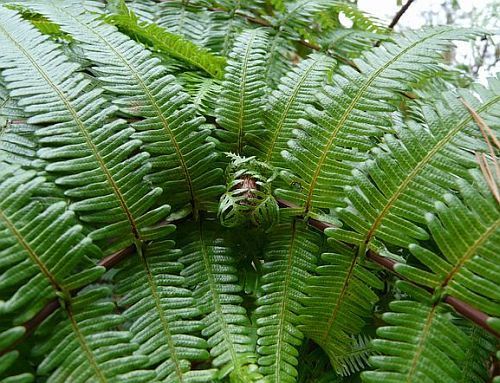 Gleichenia japonica forked fern seeds