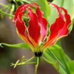 Gloriosa superba lirio en llams semillas