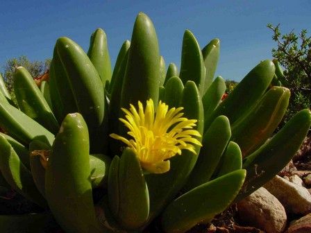 Glottiphyllum regium tongue-leaved mesemb seeds