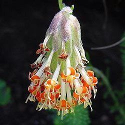 Glumicalyx nutans Nodding Chocolate flower seeds