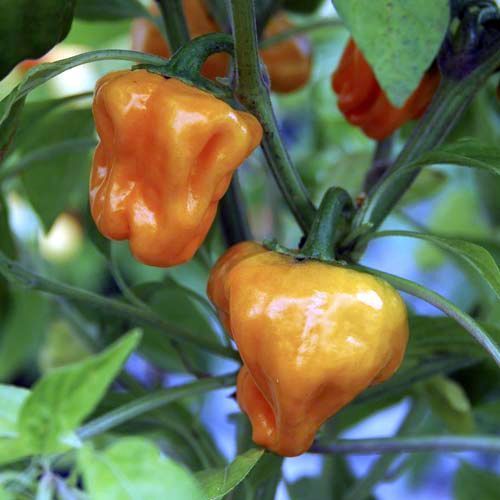 Golden Habanero Chili hot pepper seeds