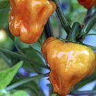 Golden Habanero Chili piment graines