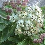 Gomphocarpus cancellatus sinonimo: Asclepias cancellata semi