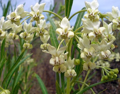 Gomphocarpus fruticosus swan plant - milkweed - white cotton seeds