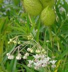 Gomphocarpus fruticosus falso cotone, erba della seta semi