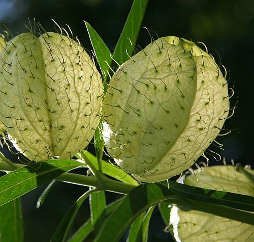 Gomphocarpus physocarpus balloon milkweed seeds