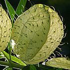 Gomphocarpus physocarpus sinonimo: Asclepias physocarpa semi