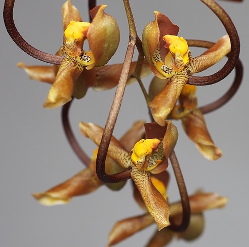 Gongora mixed ssp orchids seeds