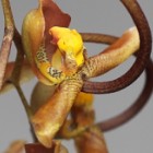 Gongora mixed ssp orchid?e graines