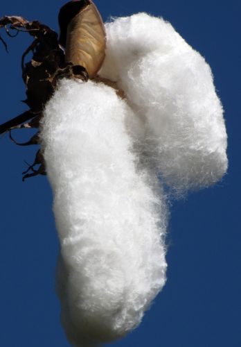 Gossypium barbadense Algodon - Pima cotton seeds
