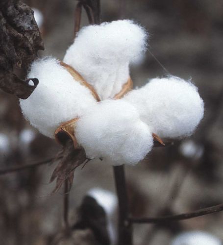Gossypium hirsutum Upland Cotton - Mexican Cotton seeds