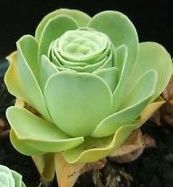 Greenovia aurea syn: Aeonium aureum - Canary Golden Mountain Rose seeds