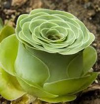 Greenovia diplocycla syn: Aeonium diplocyclum seeds