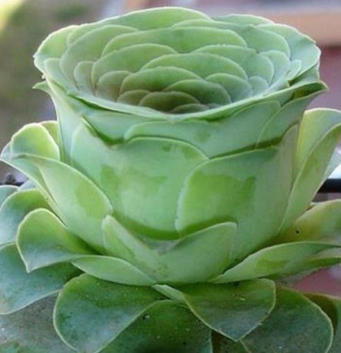 Greenovia dodrentalis syn: Aeonium dodrantale seeds