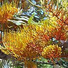 Grevillea robusta ﻿Гревиллея мощная, Шелковый дуб  cемян