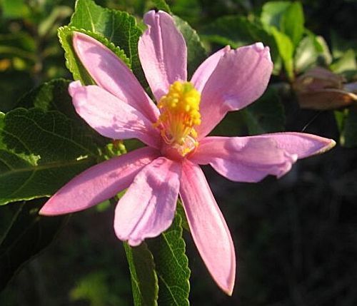 Grewia caffra Lavender Star Flower seeds