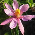 Grewia caffra flor estrella de lavanda semillas