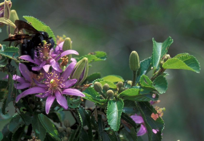 Grewia lasiocarpa forest raisin seeds