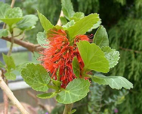 Greyia radlkoferi woolly bottlebrush seeds