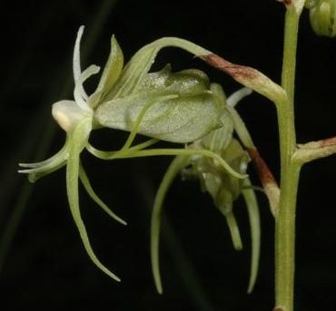 Habenaria filicornis Thread Shaped Flower Spur Habenaria seeds