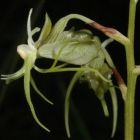 Habenaria filicornis orchid?e graines