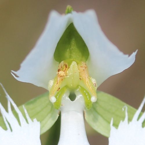 Habenaria radiata Japanese Radiata - Egret Orchid seeds