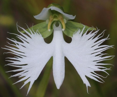 Habenaria radiata Japanese Radiata - Egret Orchid seeds