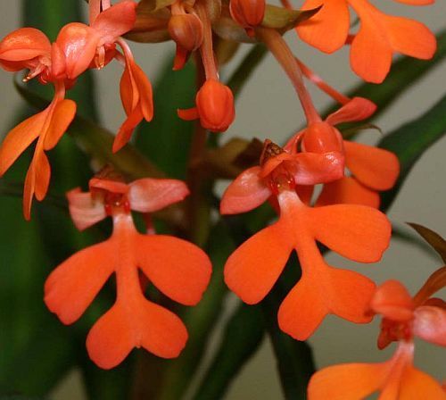 Habenaria rhodocheila orchids seeds