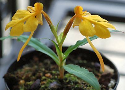 Habenaria xanthocheila orchids seeds