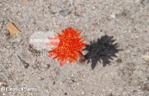 Haemanthus coccineus blood flower seeds