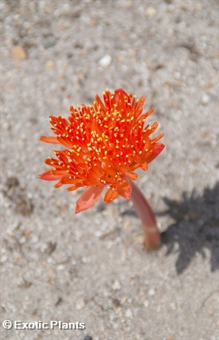 Haemanthus coccineus blood flower seeds