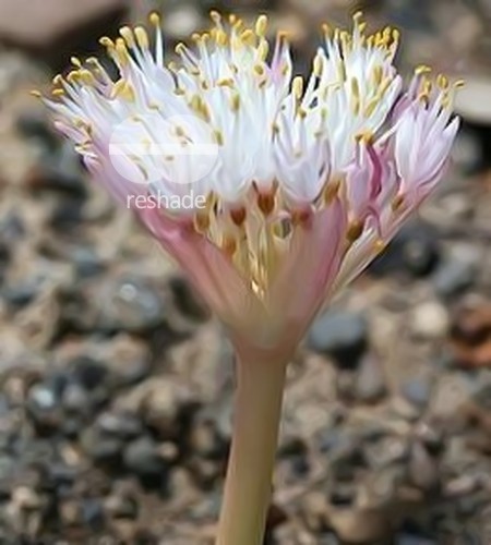 Haemanthus lanceifolius bulb seeds