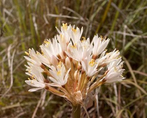 Haemanthus montanus blood flower seeds