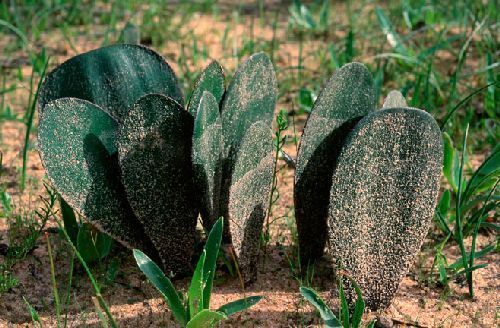 Haemanthus nortieri Amaryllidaceae seeds