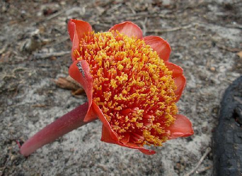 Haemanthus sanguineus Haemanthus seeds