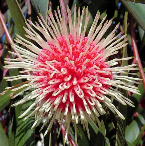 Hakea laurina Pin Cushion Hakea seeds