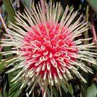 Hakea laurina  semillas