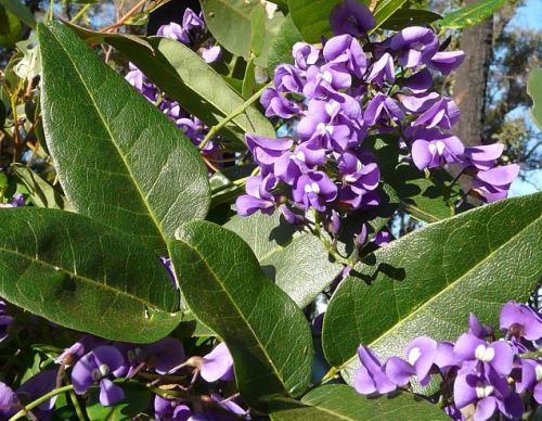 Hardenbergia comptoniana Native Wisteria seeds