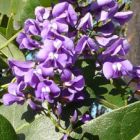 Hardenbergia comptoniana  semillas