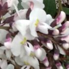 Hardenbergia violacea Alba  semillas