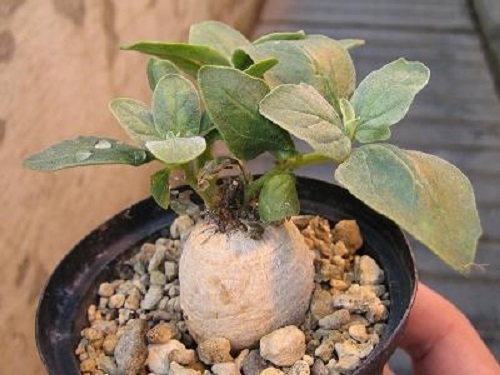 Harpagophytum procumbens devils claw seeds