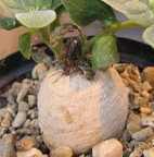 Harpagophytum procumbens, afrikanische Teufelskralle Sämereien