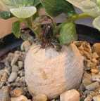 Harpagophytum procumbens graines desert rose