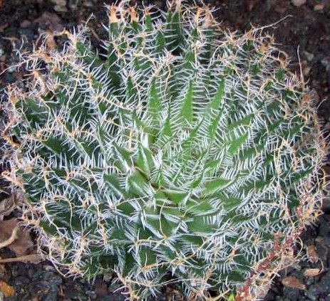 Haworthia arachnoidea succulent seeds