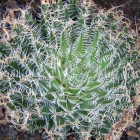 Haworthia arachnoidea Sukkulente Samen