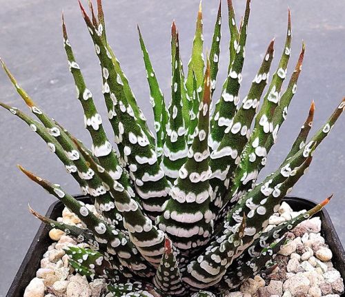 Haworthia attenuata Zebra Cactus seeds