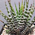 Haworthia attenuata Haworthie ? bande graines