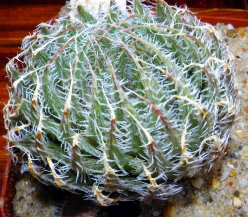 Haworthia decipiens syn: Haworthia pearsonii seeds